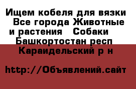 Ищем кобеля для вязки - Все города Животные и растения » Собаки   . Башкортостан респ.,Караидельский р-н